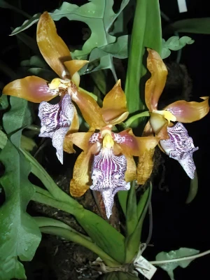 Bild von Odontoglossum wyathianum 1